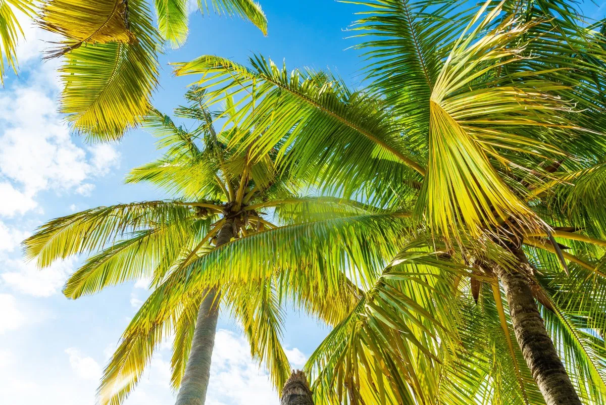 Green and yellow coconut trees against blue sky in Mauritius