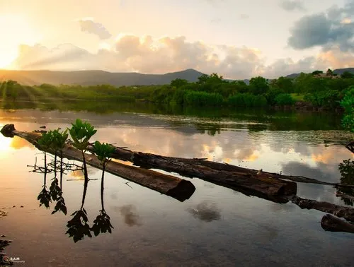 Reflection of Mangroves in the sea early in the morning