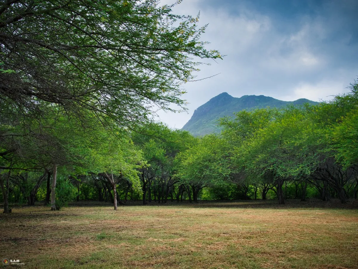 Mountain peeking behind dense trees at Riviere Noire in Mauritius