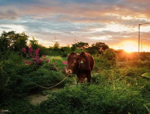 Adult brown bull tied in nature at sunset