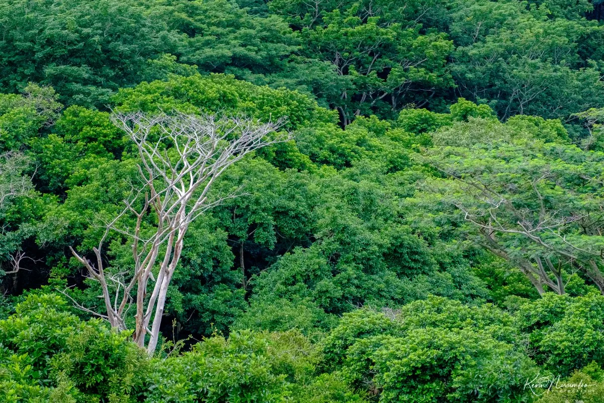 Bare white tree amidst lush endemic tropical forest in Mauritius