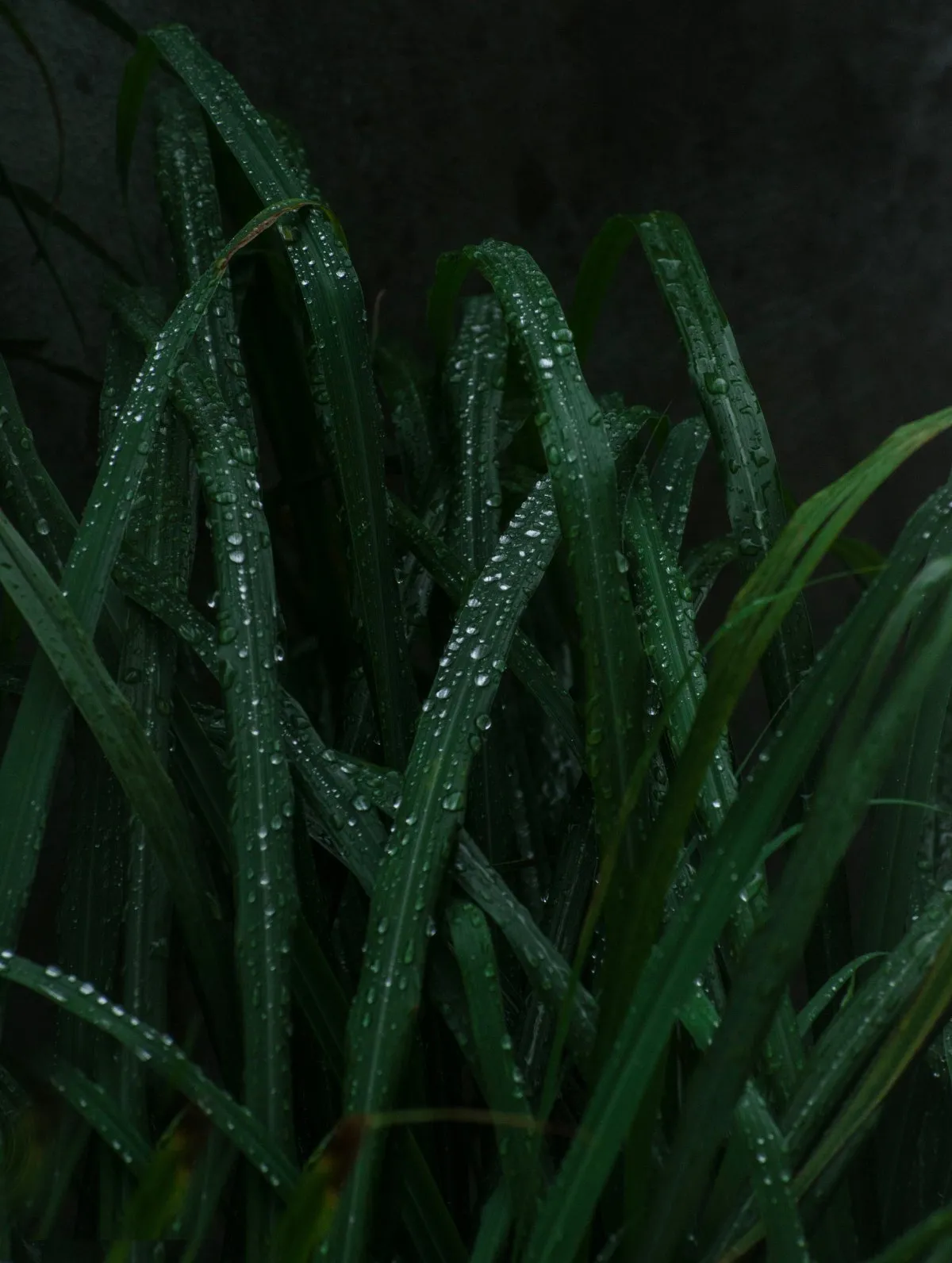 Closeup of raindrops on green grass with black background in Mauritius