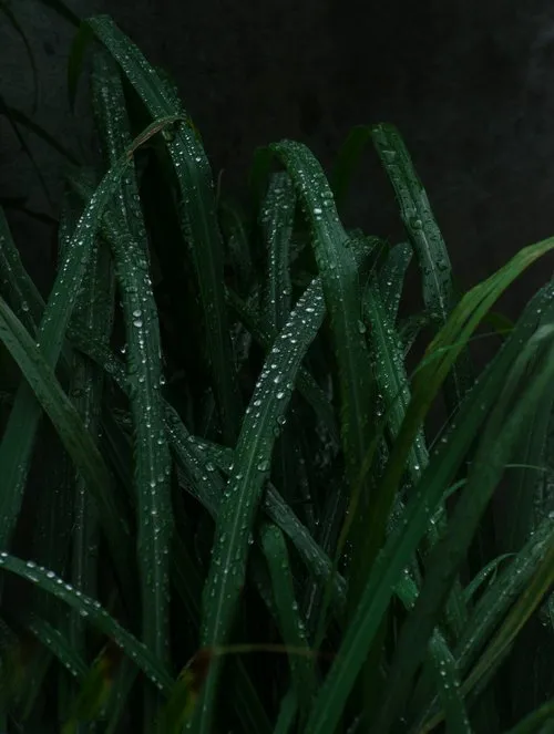Raindrops on grass with black background