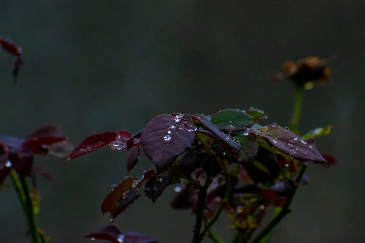 Closeup of shiny water droplets on dark pink leaves in Mauritius after rain