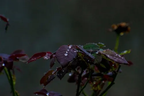 Closeup of shiny water droplets on pink leaves
