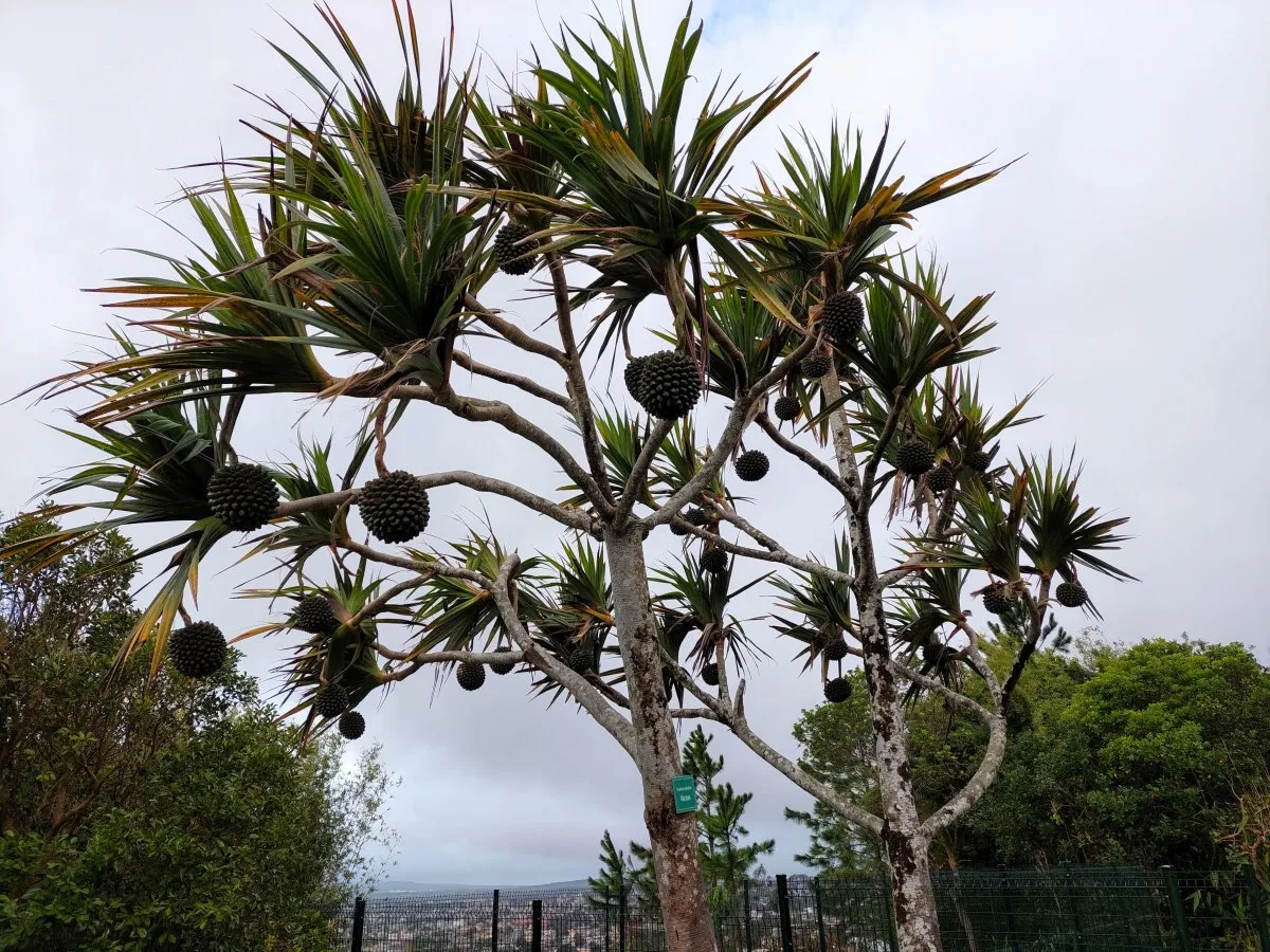 Full grown Vacoas tree under grey sky at Trou aux Cerfs in Mauritius