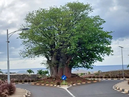 Baobab tree on roundabout in Morc. Anna Flic en Flac