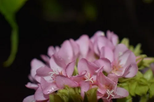 Delicate pink flower with white filament blooming by night