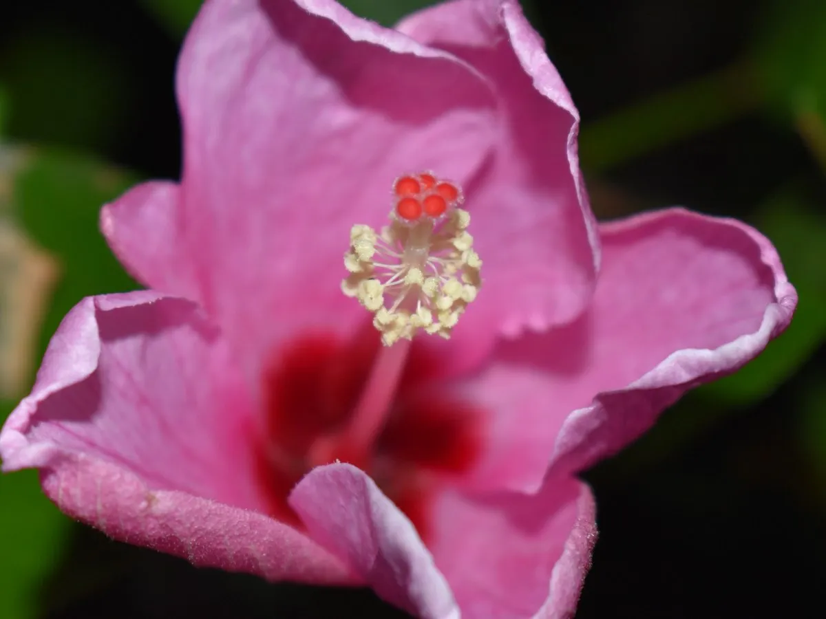 Closeup of a pink Hibiscus Genevii flower blooming in Mauritius