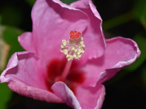 Pink hibiscus genevii closeup photography
