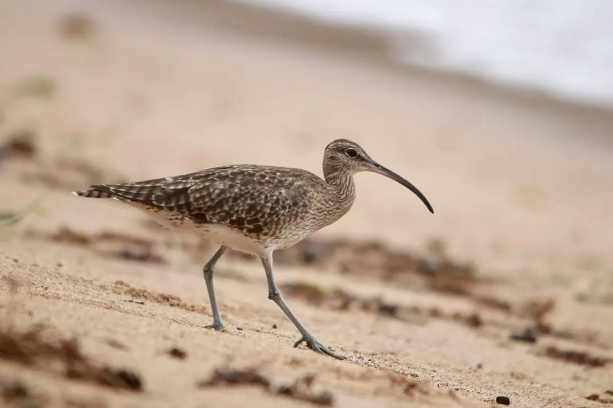 Eurasian Whimbrel bird walking on sandy beach at Rivière des Galets in Mauritius
