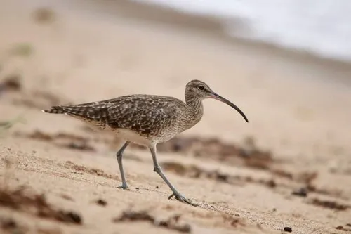 Eurasian Whimbrel walking on sand at Rivière des Galets beach