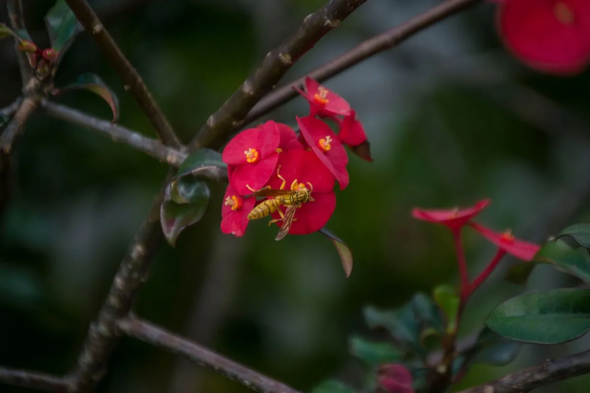 Yellow wasp perched on a red flower in Mauritius