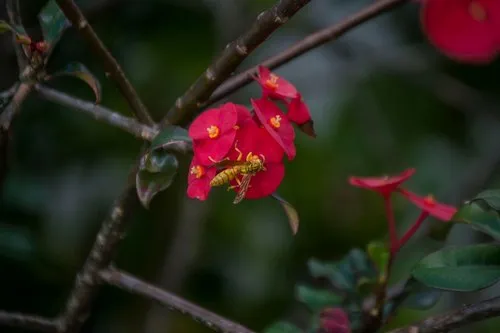 Yellow wasp laid down on red flower
