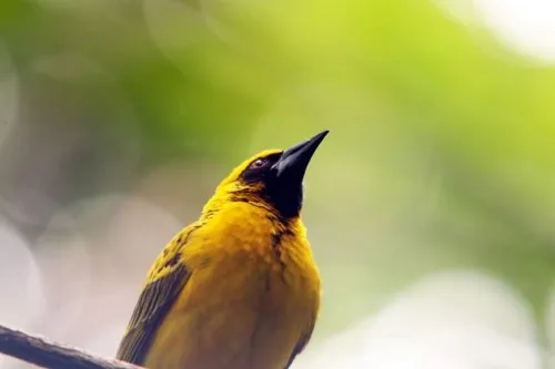 Bottom view of Village Weaver aka Serin du Cap