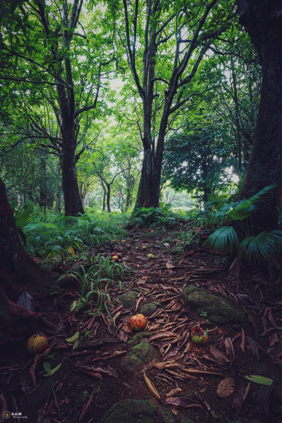Moody forest area in Curepipe, Mauritius with dried leaves and fruits on the ground after heavy rain