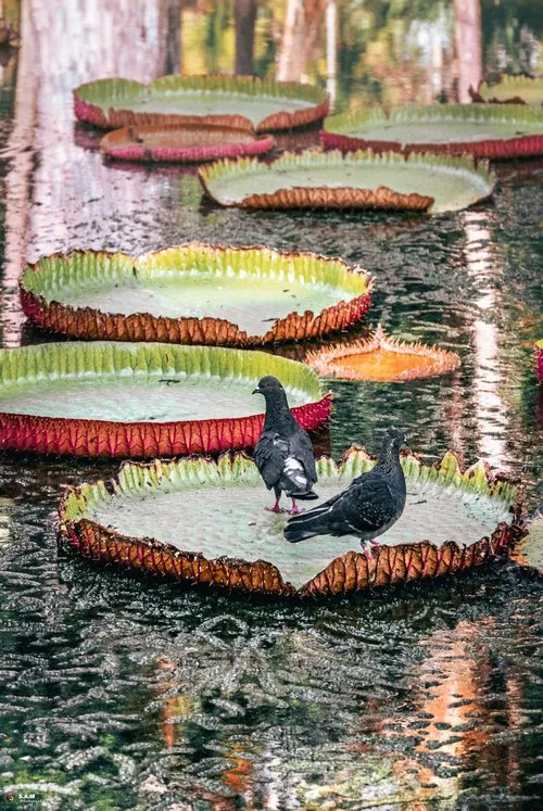 Pigeons on water lilies at Pamplemousses botanical garden