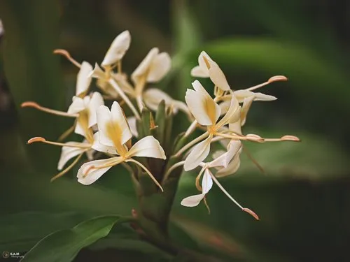 White & yellow ginger lily flowers growing in the wild