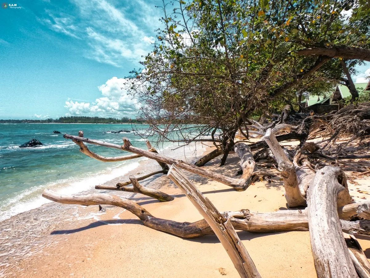Smooth barkless tree trunks lying on Albion Beach near turquoise sea in Mauritius