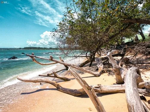 Barkless trunk on the beach of Albion after cyclone