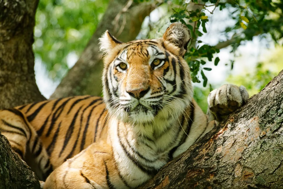 Brown tiger resting on a tree branch at Casela Nature Park in Mauritius