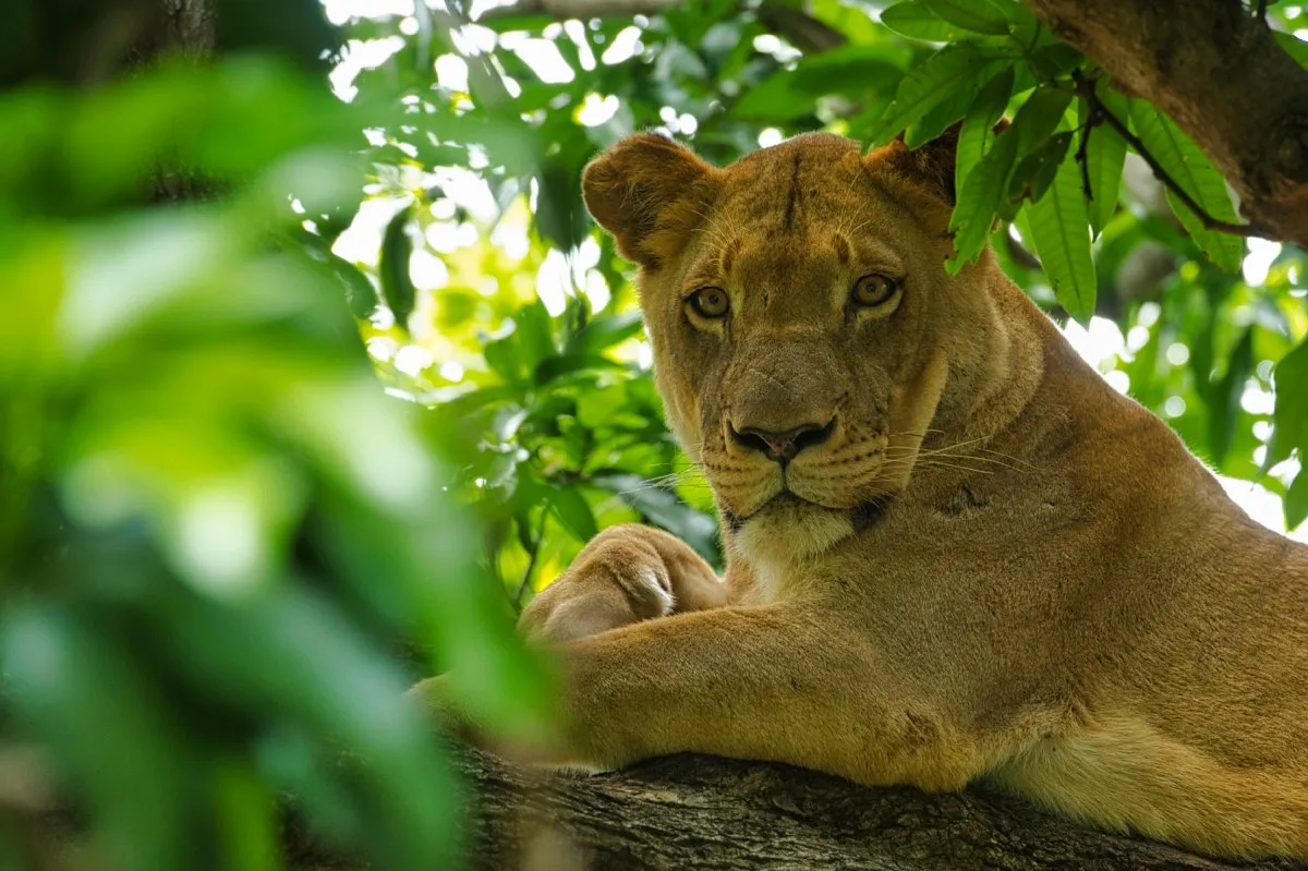 Lioness perched on a tree branch at Casela Nature Park in Mauritius looking at the camera