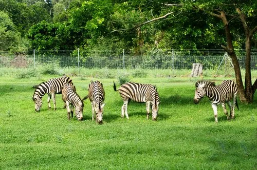 Zebras grazing peacefully at Casela nature park