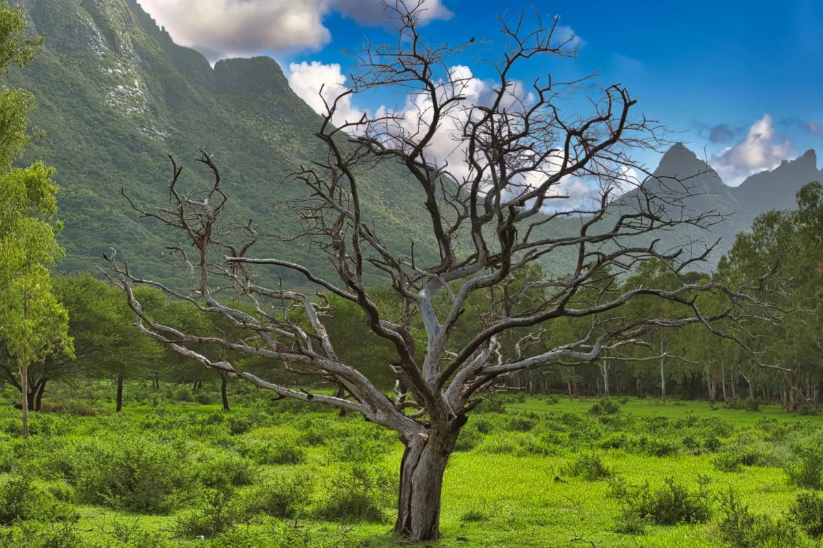 Leafless dark grey tree struck by lightning in Casela savanna, Mauritius