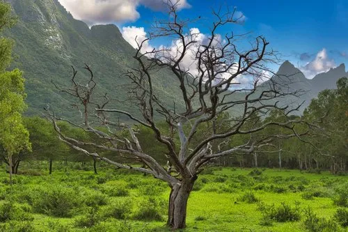 Leafless tree in savanna after hit by lightning at Casela