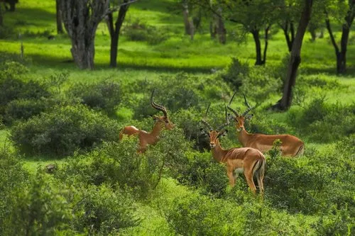 Impalas in lush nature during Casela safari