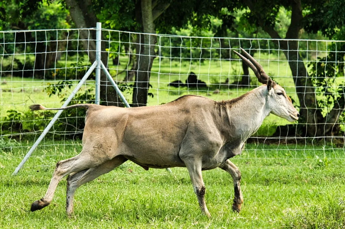 Eland running freely in the wild at Casela Nature Park in Mauritius during morning safari