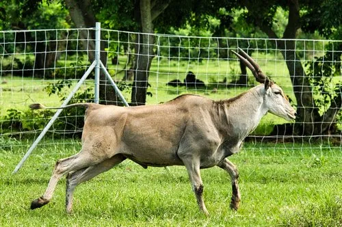 Eland running in the wild at Casela