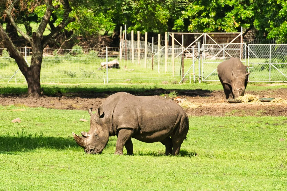 Two large rhinos grazing peacefully in Casela Nature Park, Mauritius during a calm morning.