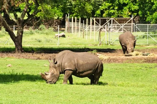 Large rhinos grazing peacefully at Casela nature park