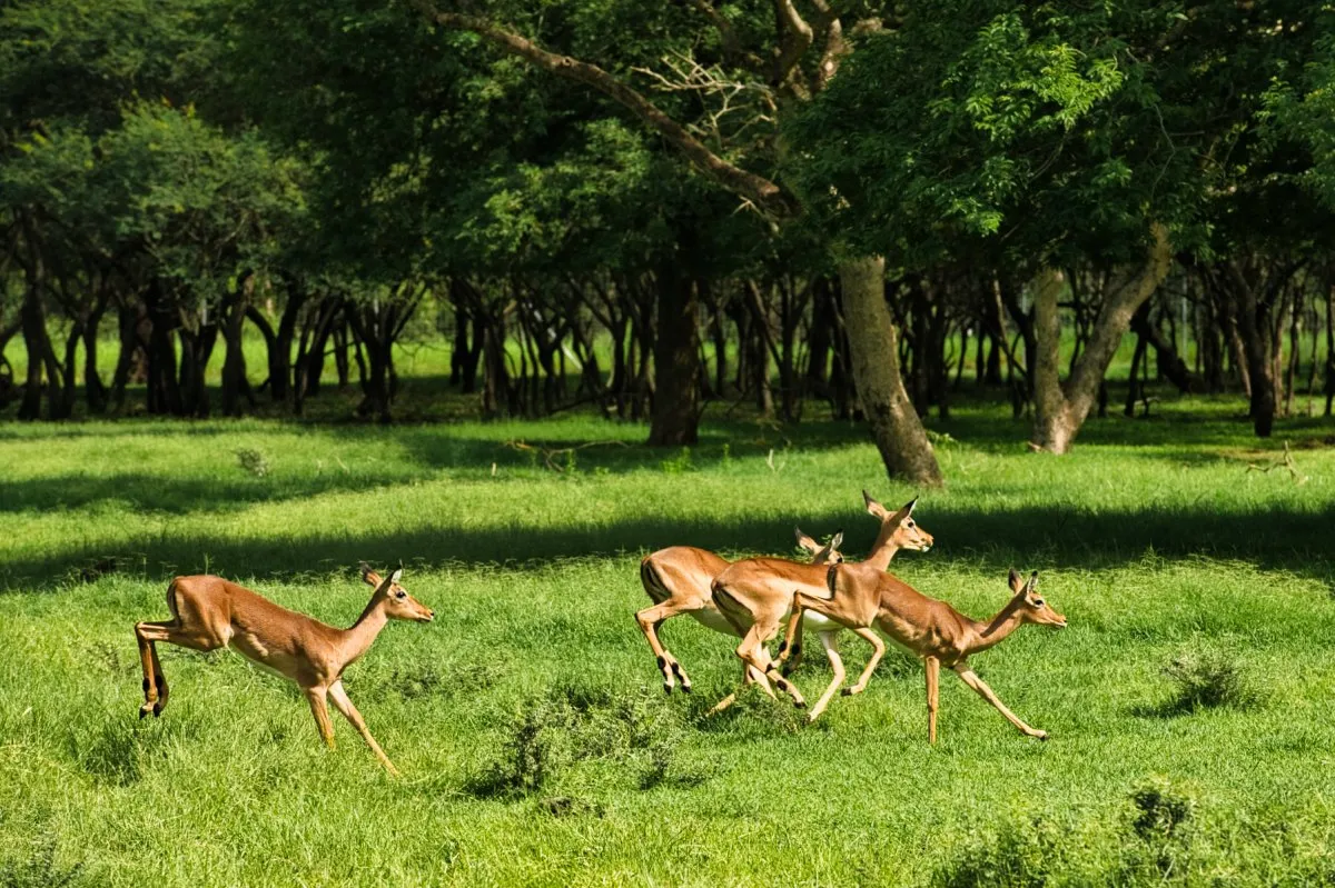 Young brown antelopes running in the forest at Casela nature park in Mauritius