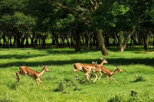 Young antelopes running away in the forest at Casela