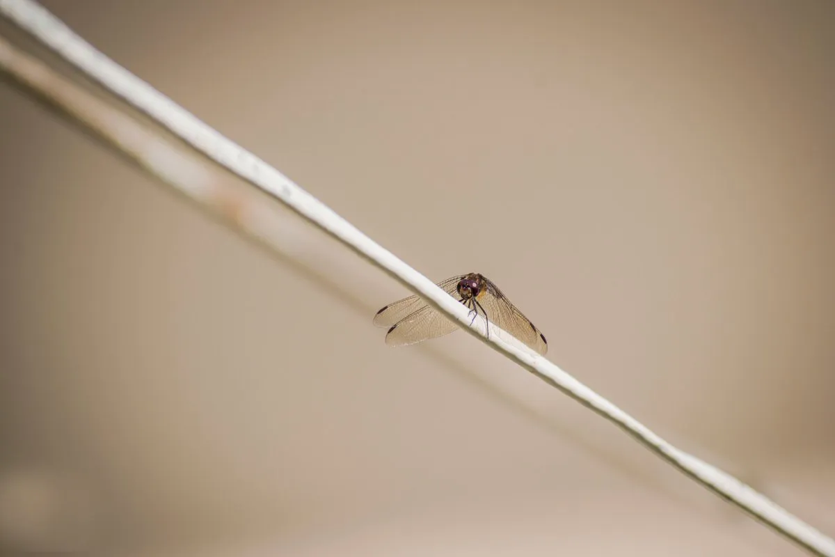 Closeup minimalist photo of a dragonfly resting on a line in Mauritius with a blurred brown background