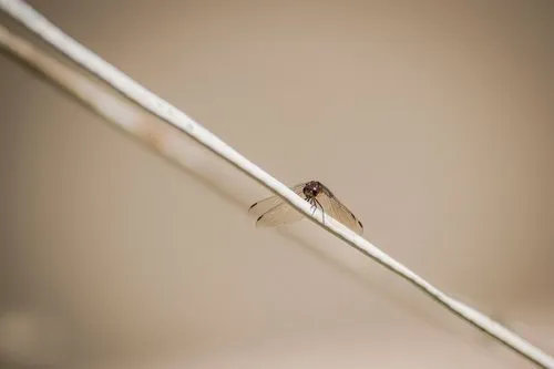 Minimalist photography of dragonfly on a line