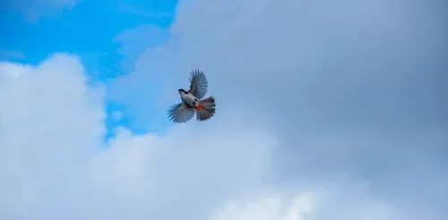 Red-whiskered Bulbul bird flying in the sky