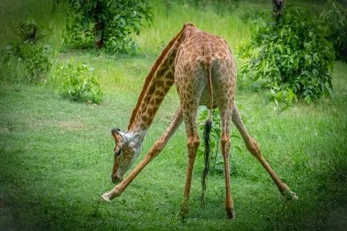 Funny giraffe grazing at Casela Nature Park