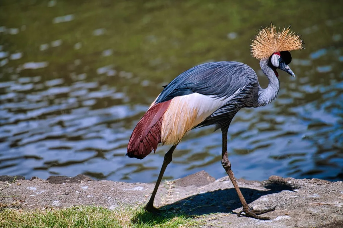 Grey Crowned Crane walking near lakes inside Casela Nature Park in Mauritius