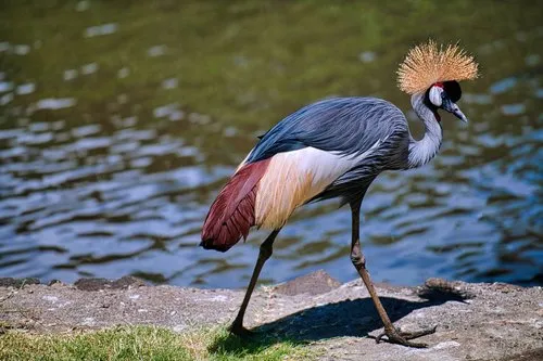 Grey crowned crane walking at Casela Nature Park