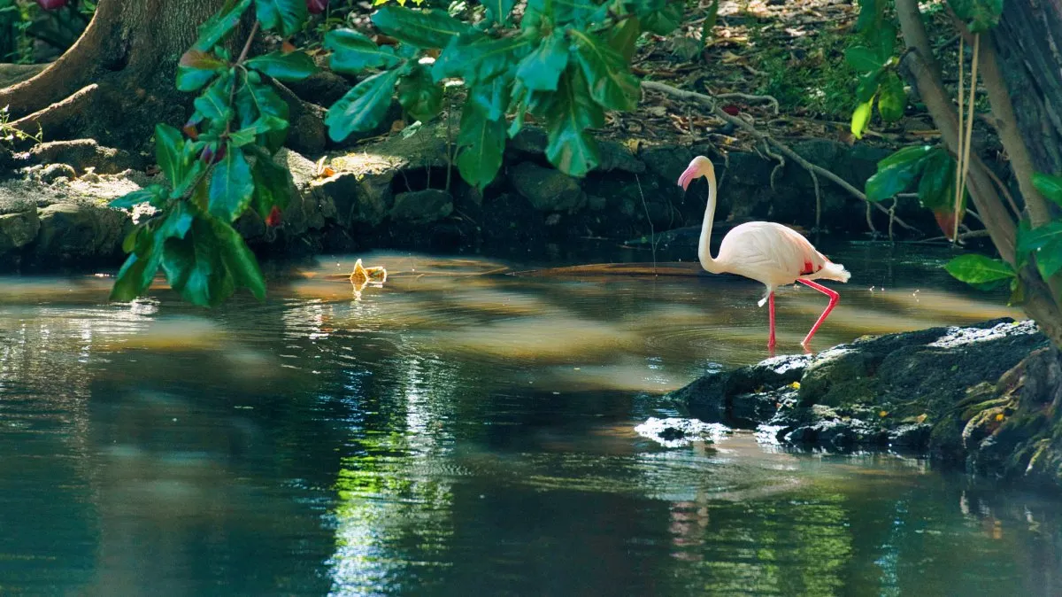 White flamingo preparing to jump in a lake at Casela Nature Park in Mauritius