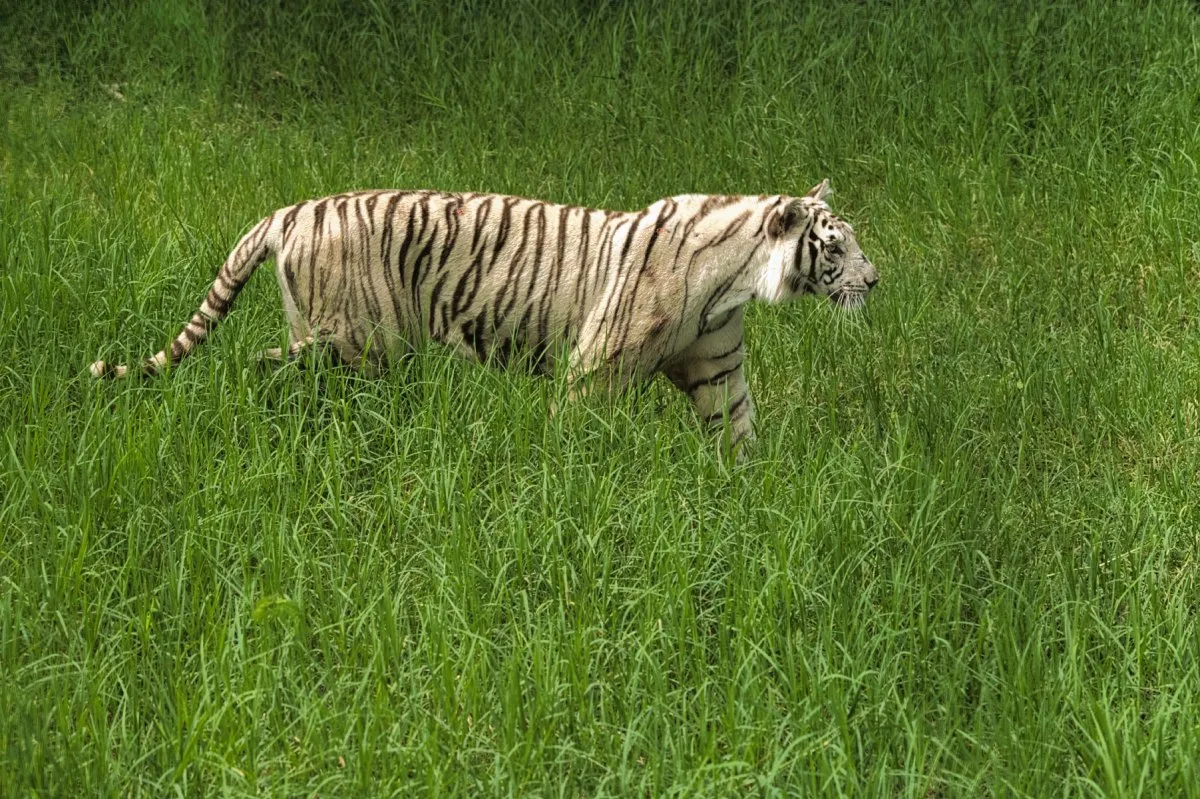 White tiger with black stripes walking in the grass at Casela Nature Park in Mauritius