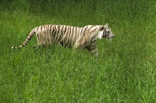 A white tiger walking in the wild at Casela nature park