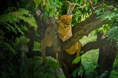 A female lion relaxing on a branch at Casela