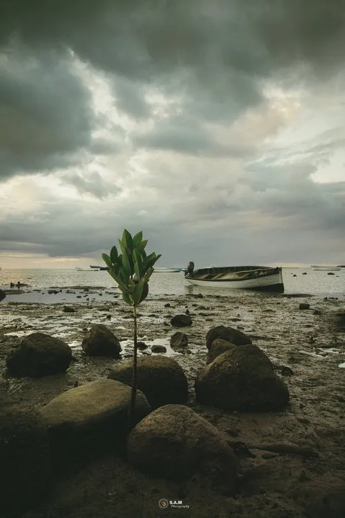 Mangrove at low tide at Case Noyale fishing Village