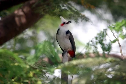 Rare Albino Red-Whiskered Bulbul (Condé Albinos)