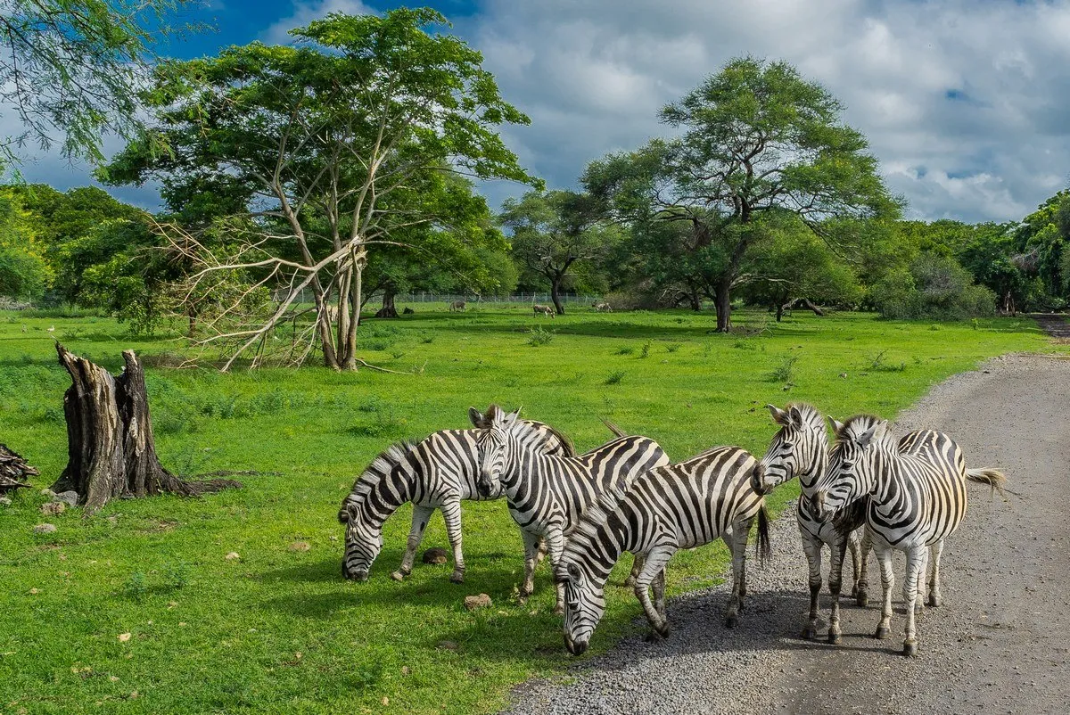 Zebras grazing peacefully in Casela Nature Park, Mauritius surrounded by trees and nature