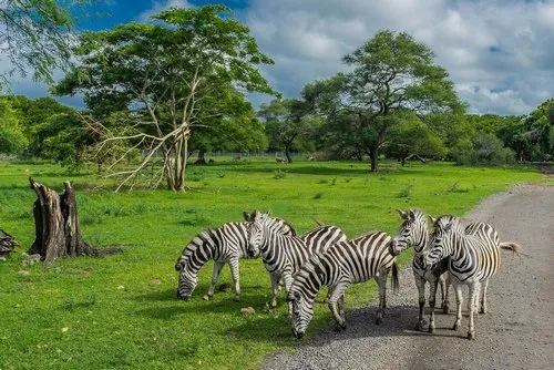 Dazzle of zebras grazing in nature at Casela